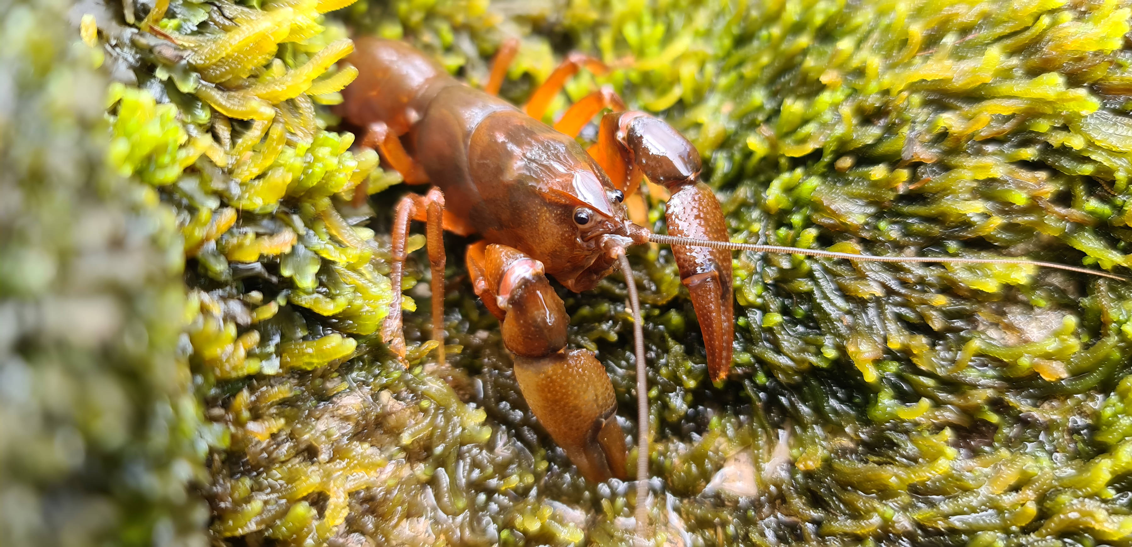 The Tasmanian Short-Tailed Rain Crayfish. This one is a small red/brown crayfish with large front pincers on green river weed.