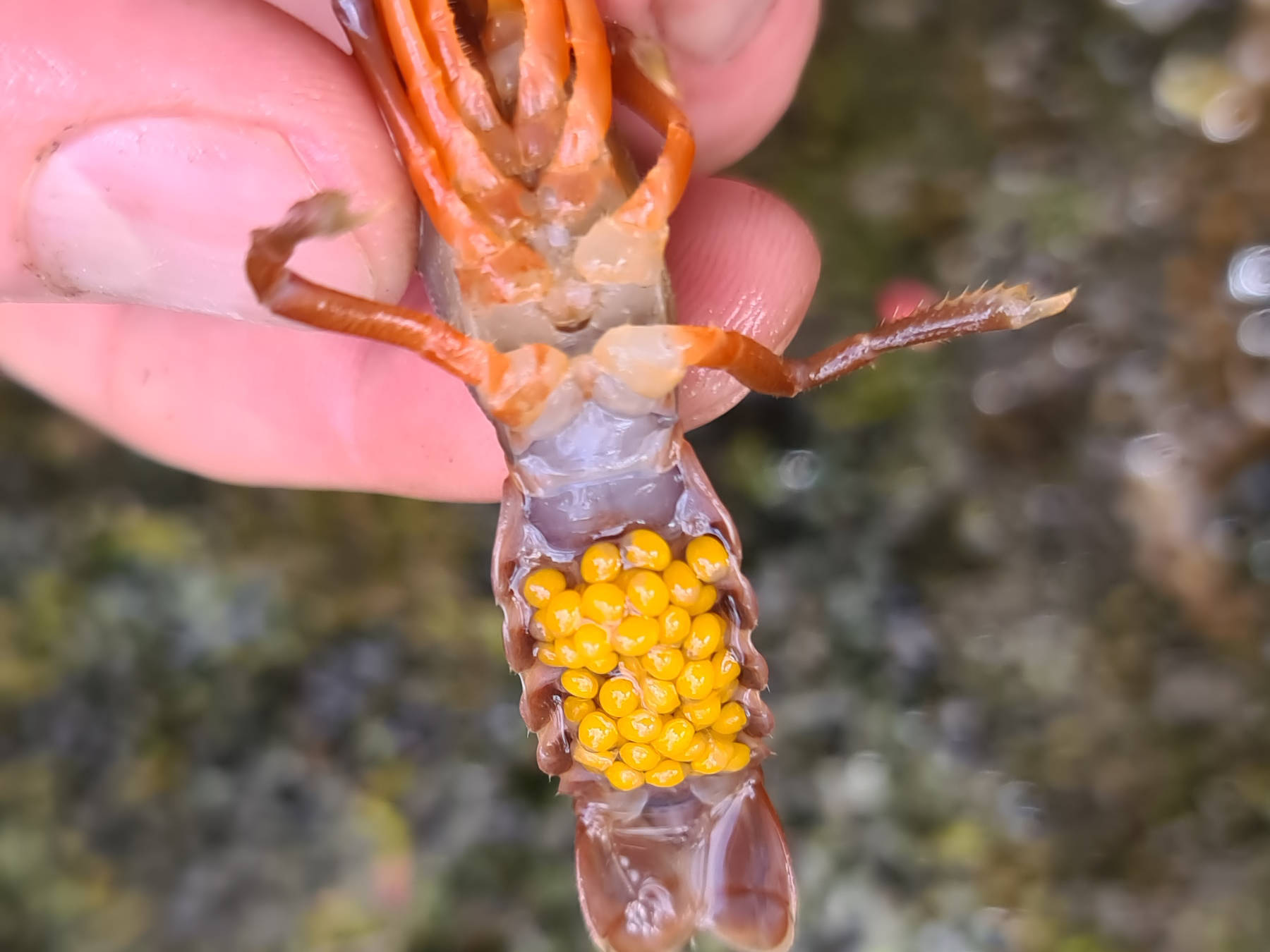 A Tasmanian burrowing crayfish. It is being held upside down. The photo shows the fingers of the person holding it. The crayfish is about as big as a large adult finger. The underside of the tail is full of bright yellow eggs.