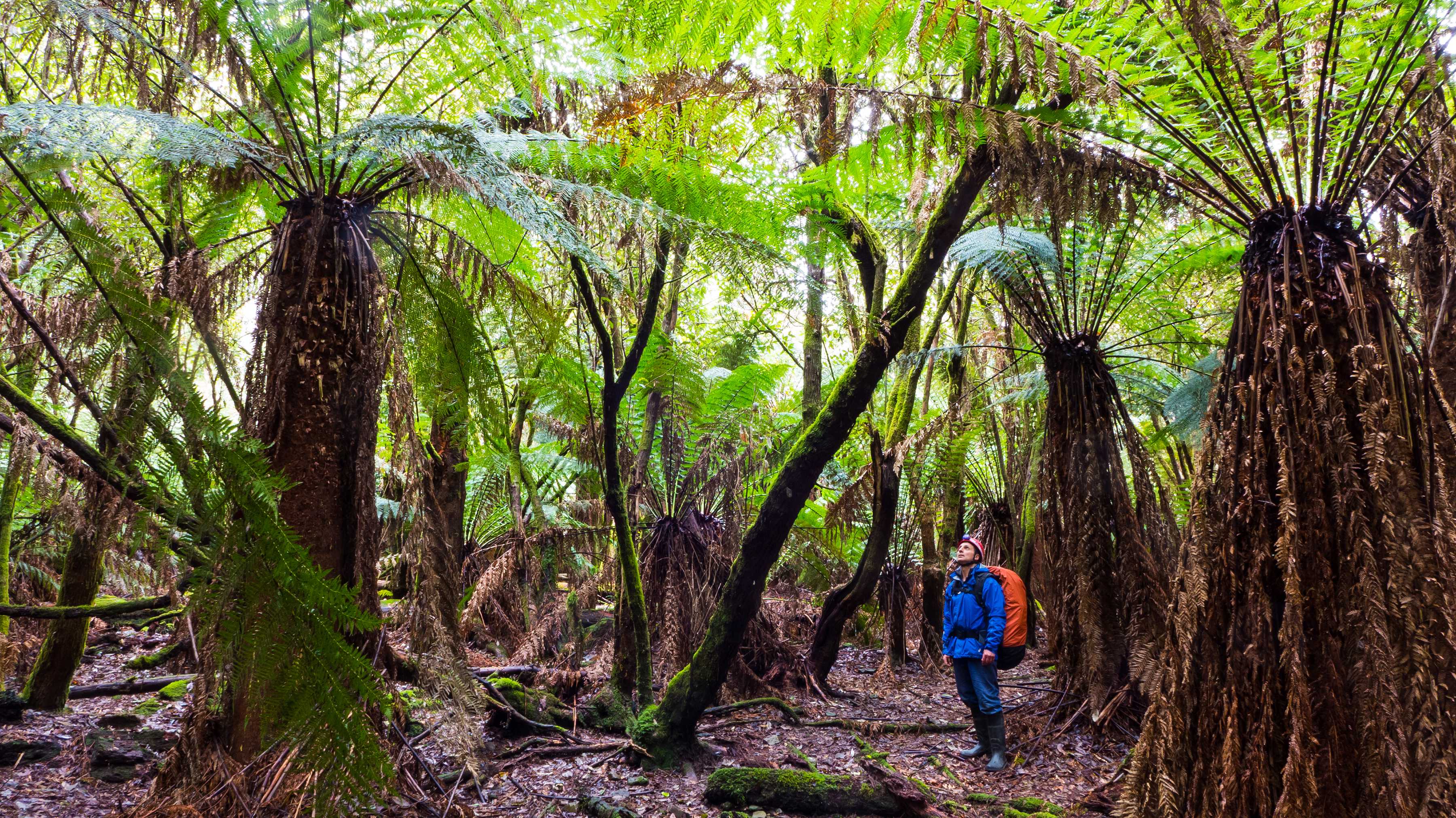 A forest of Tasmanian Tree Ferns. These ferns have brown trunks twice as tall as a person. From the top of the trunks are large fronds. These fronds make a beautiful green canopy. Standing in the forest of tree ferns as a person, why are wearing blue with a red hiking pack. The red and blue is a great splash of colour against the green and brown of the ferns. Photo: Joe Shemesh.
