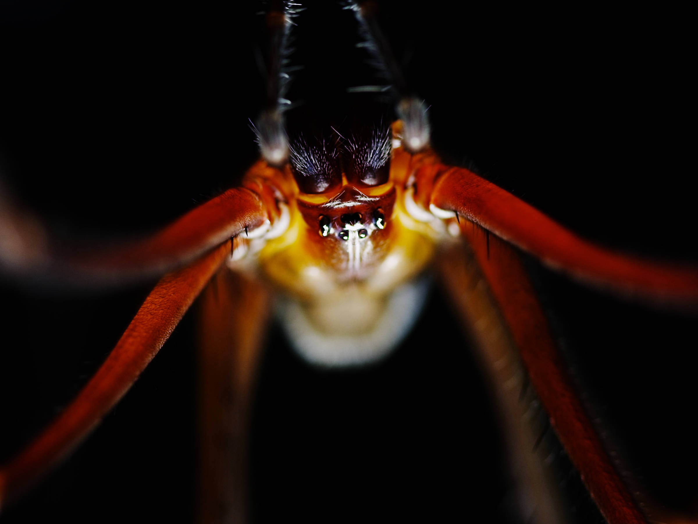 Close up of the sixteen legs Tasmanian cave spider, show mandible and front legs, the head is black the legs are red and the underbelly is yellow and white. Photo: Joe Shemesh.
