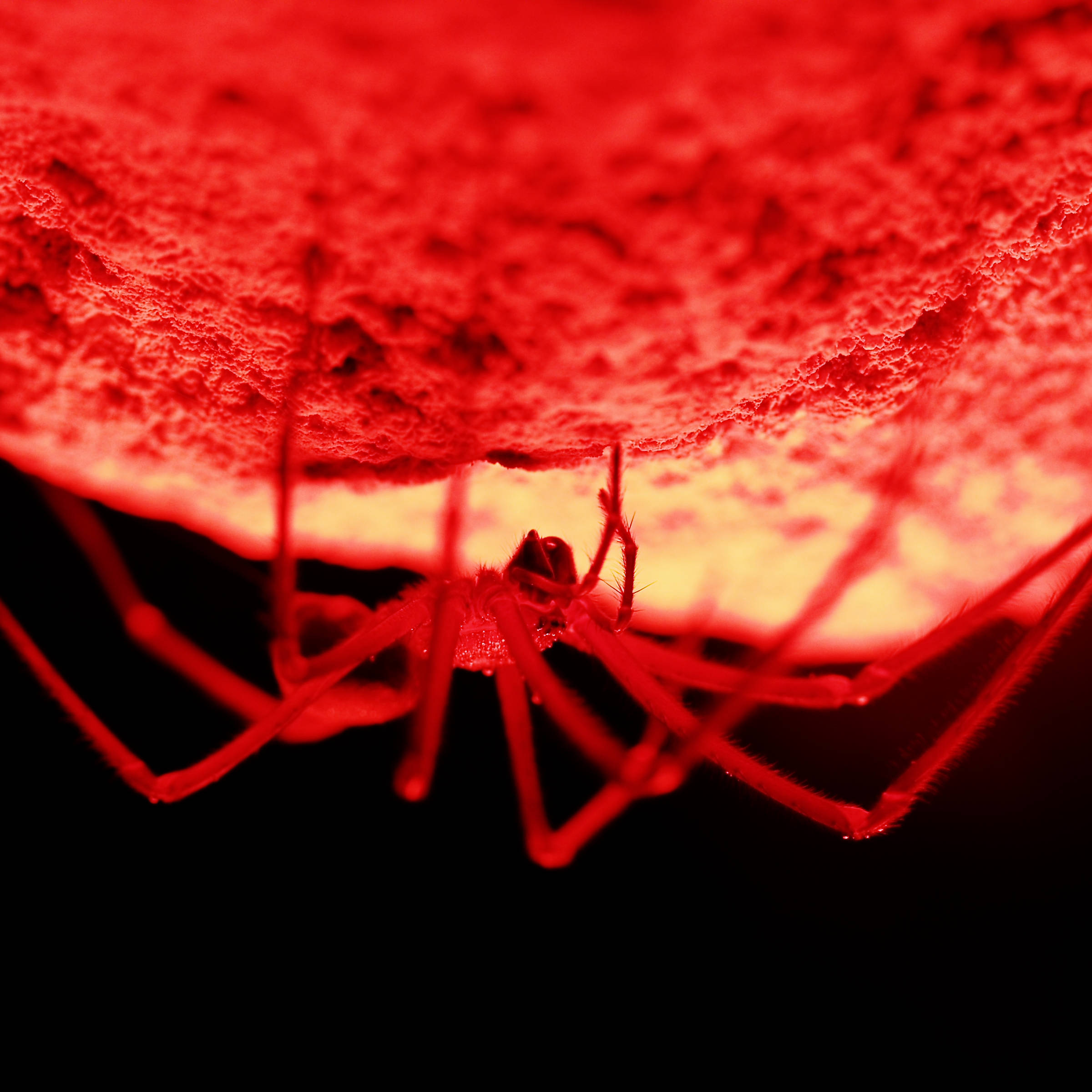 The Tasmania cave spider, walking along the roof of a cave. The spider is lit by a bright red light creating a strong silhouette against the black of the background. Photo: Joe Shemesh.