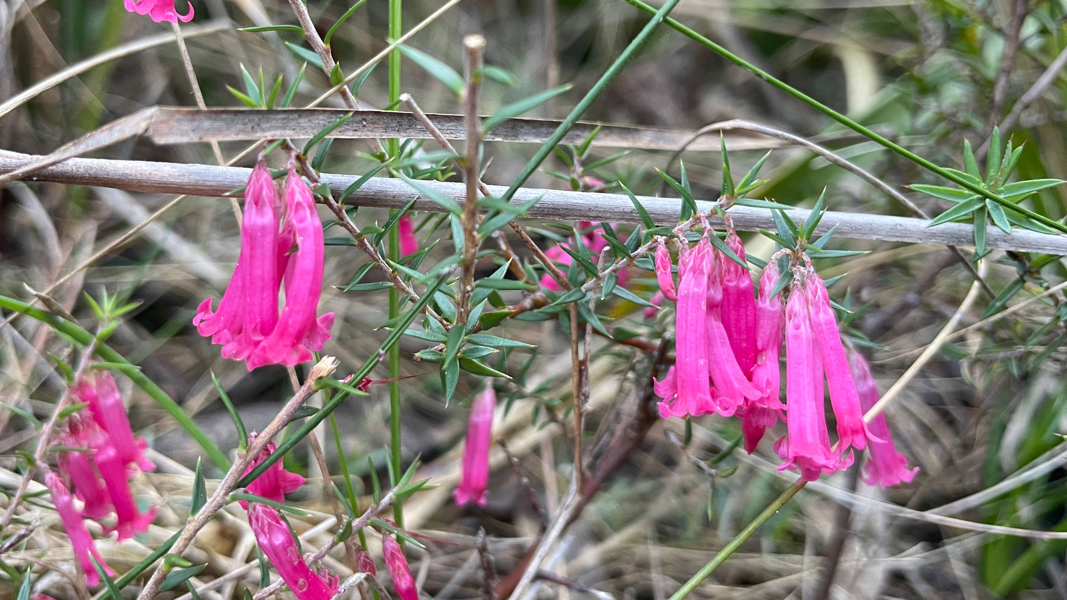 Common heath close-up. Photo: Clare Hawkins.