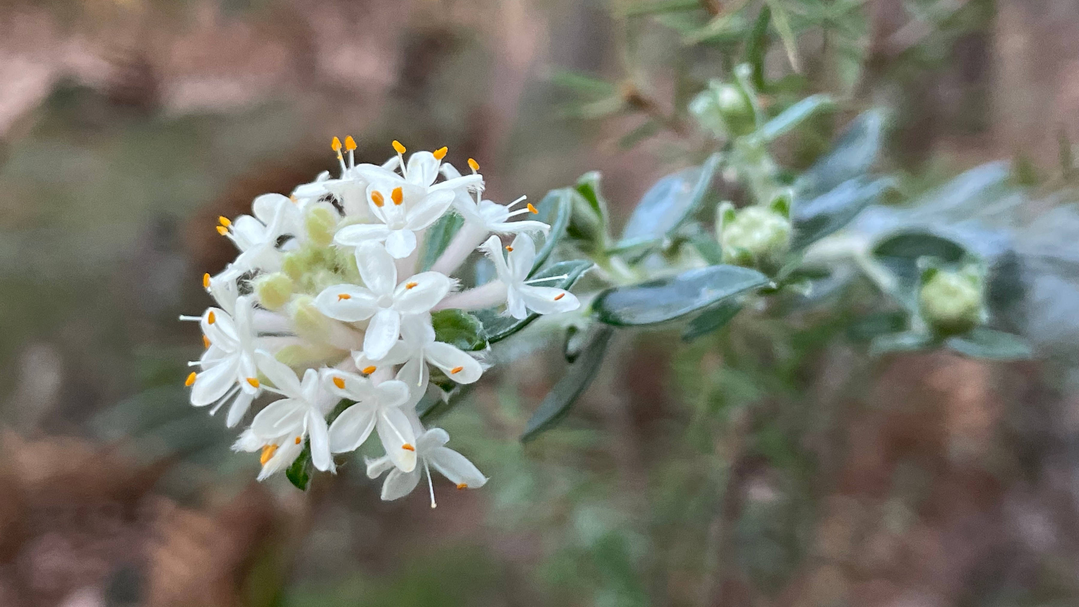 Pimelea nivea (round leaf rice flower) close-up. Photo: Clare Hawkins.