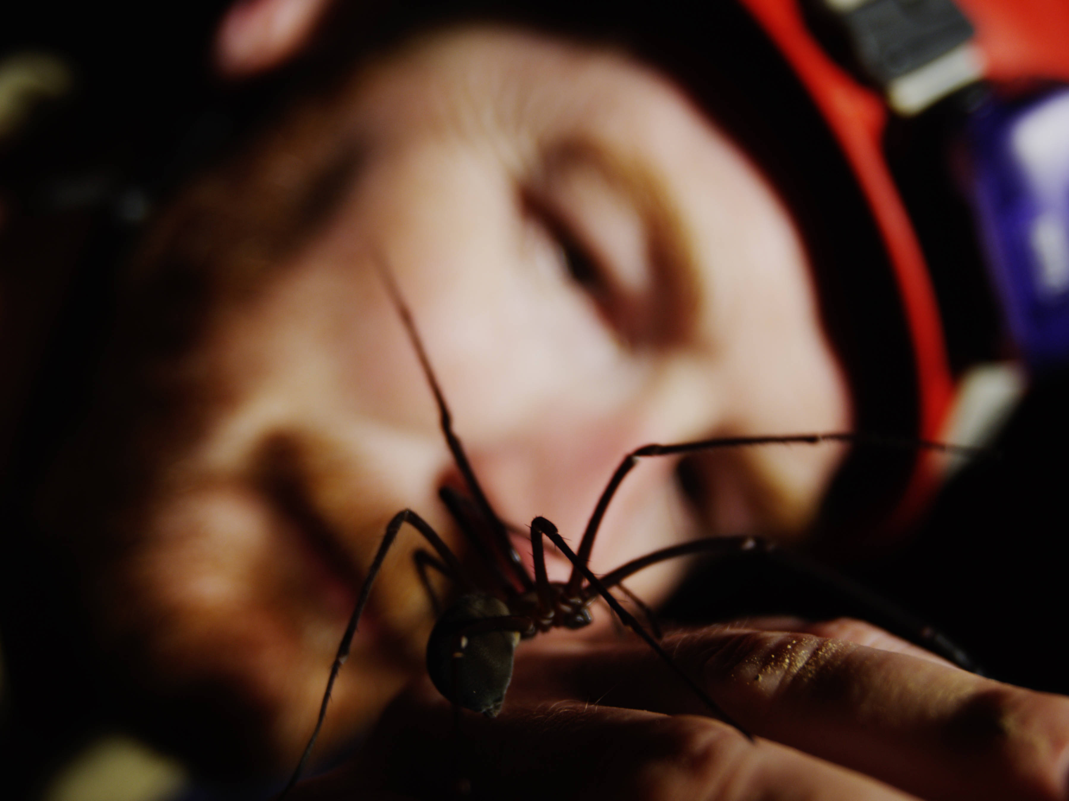 Close up of a Tasmanian cave spider. It is black with long legs and a large abdomen. The spider is on the hand of Bookend Trust Director, Niall Doran. In the background of the photo, slightly out of focus, is Niall’s face. Photo: Joe Shemesh.