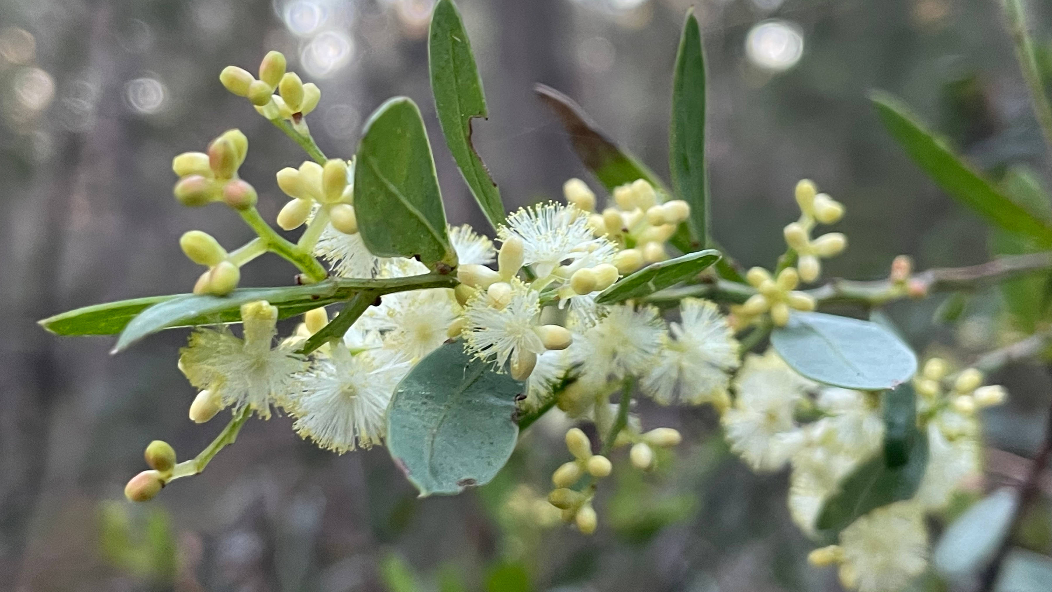 Wattle close-up. Photo: Clare Hawkins.